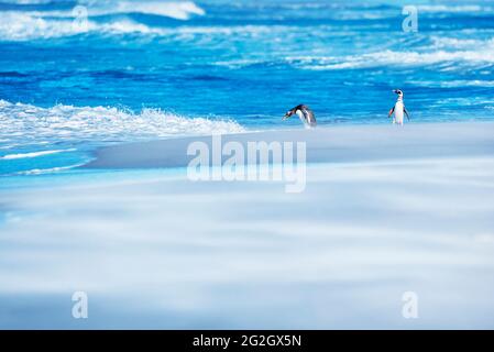 Manchot de Gentoo (Pygocelis papouasie) et pingouins de Magellanic (Spheniscus magellanicus) marchant sur la plage, Sea Lion Island, îles Falkland, Amérique du Sud Banque D'Images