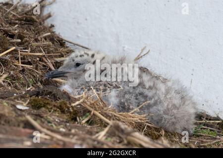 Portrait d'un bébé mouette sur un toit Banque D'Images