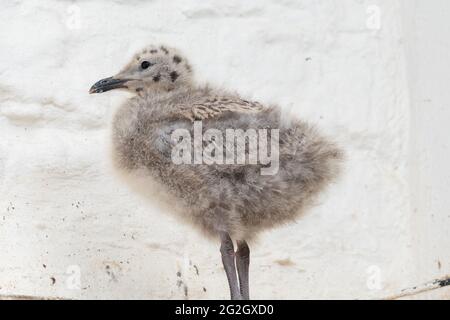 Portrait d'un bébé mouette sur un toit Banque D'Images