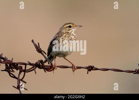 Pipit australien (Anthus novaeseelandiae australis) adulte perché sur une clôture barbelée au sud-est du Queensland, en Australie Janvier Banque D'Images