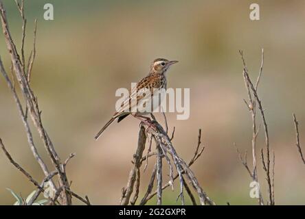 Pipit australien (Anthus novaeseelandiae australis) adulte perché sur une végétation morte Nouvelle-Galles du Sud, Australie Janvier Banque D'Images