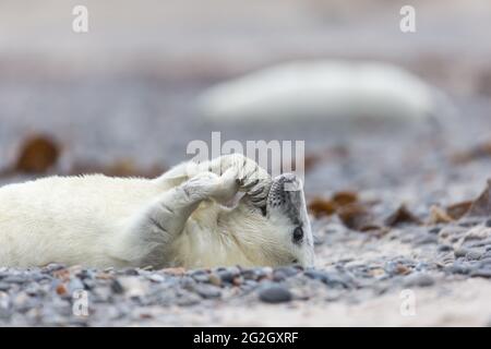 Sceau gris sur Heligoland. Banque D'Images