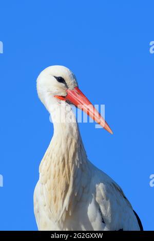 Ciconie blanche (Ciconia ciconia), printemps, mars, Hesse, Allemagne Banque D'Images