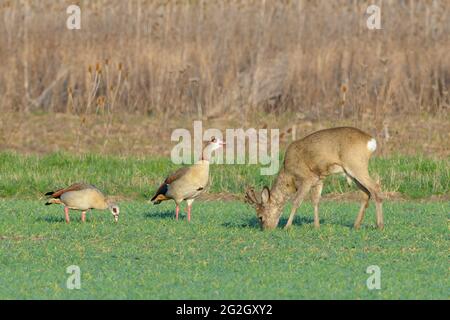Roebuck dans la Bast sur un champ de grain. Dans le voisinage immédiat, deux oies égyptiennes, printemps, mars, Hesse, Allemagne Banque D'Images