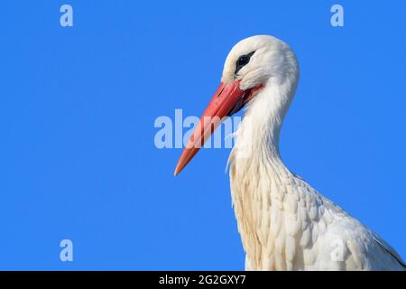 Ciconie blanche (Ciconia ciconia), printemps, mars, Hesse, Allemagne Banque D'Images