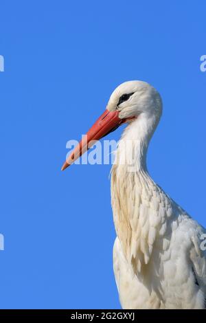 Ciconie blanche (Ciconia ciconia), printemps, mars, Hesse, Allemagne Banque D'Images