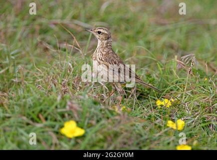 Australian Pipit (Anthus novaeseelandiae australis), oiseau mouleur sur des prairies accidentées Nouvelle-Galles du Sud, Australie Janvier Banque D'Images