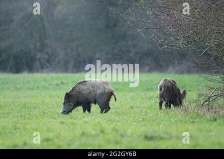 Sangliers (sus scrofa) dans un pré, printemps, Hesse, Allemagne Banque D'Images