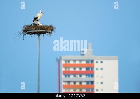 Ciconques blanches (Ciconia ciconia) sur le nid, en arrière-plan une haute élévation, printemps, Hesse, Allemagne Banque D'Images