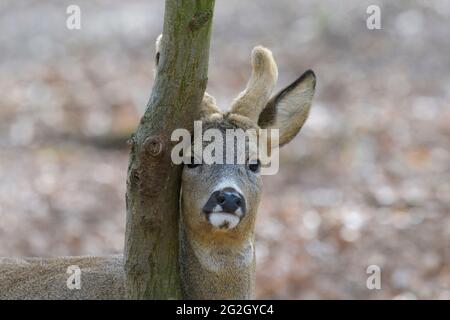 Roebuck (Capreolus capreolus) sur un tronc d'arbre, mars, Hesse Banque D'Images