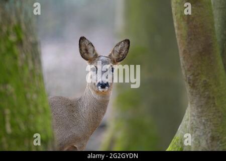 Cerf de Virginie (Capranolus capranolus), mars, Hesse, Allemagne Banque D'Images
