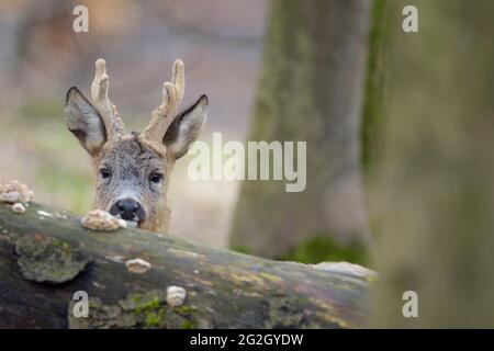 Dos de roe de repos (Capranolus capranolus) pairs hors de derrière un tronc d'arbre couché, Mars, Hesse, Allemagne Banque D'Images