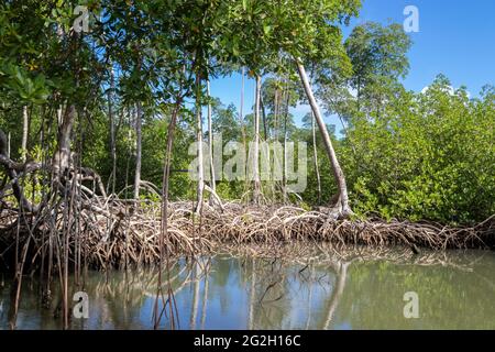 Forêt de mangroves dans le parc national de los Haïtiens République dominicaine, rivière à travers la forêt de mangroves avec beaucoup de mangroves les jours ensoleillés Banque D'Images