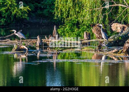 Wien, Vienne: Héron gris (Ardea cinerea), lac dans le parc Wasserpark en 21. Floridsdorf, Wien, Autriche Banque D'Images