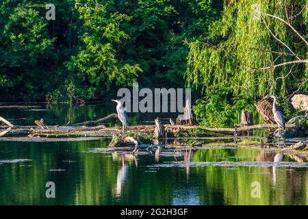 Wien, Vienne: Héron gris (Ardea cinerea), lac dans le parc Wasserpark en 21. Floridsdorf, Wien, Autriche Banque D'Images