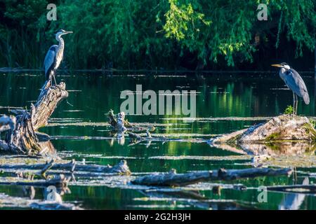 Wien, Vienne: Héron gris (Ardea cinerea), lac dans le parc Wasserpark en 21. Floridsdorf, Wien, Autriche Banque D'Images