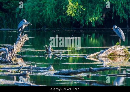 Wien, Vienne: Héron gris (Ardea cinerea), lac dans le parc Wasserpark en 21. Floridsdorf, Wien, Autriche Banque D'Images