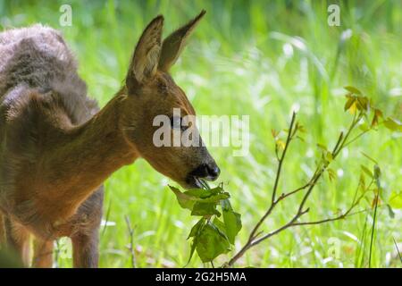 Cerf de Virginie (Capranolus capranolus) dans la forêt, mai, Hesse, Allemagne Banque D'Images