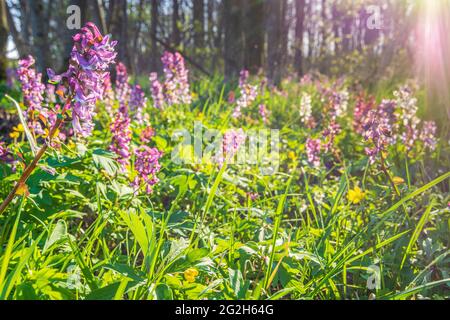 Staatz, fleurs dans les bois, fleur hollowroot (Corydalis cava) chaque population comprend à peu près les mêmes parties pourpre et blanc fleurs dans la région de Weinviertel, Niederösterreich / Basse-Autriche, Autriche Banque D'Images