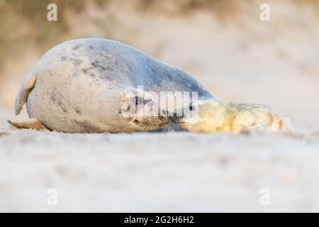 Sceau gris sur Heligoland. Banque D'Images