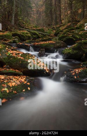 Le petit sans dans le parc national de la forêt bavaroise. Banque D'Images