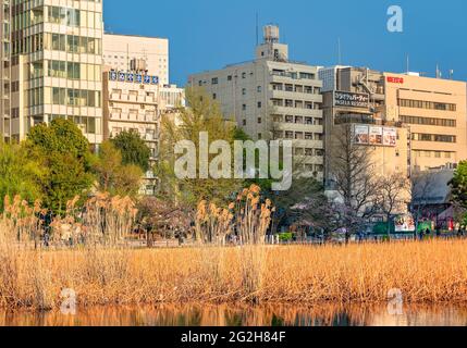 tokyo, japon - avril 12 2021 : tiges de lotus séchées et herbe de pampas dans l'étang Shinobazu du temple de Kaneiji bordé par les gratte-ciel de qnd bâtiments Banque D'Images