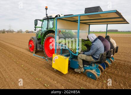 Welver, district de Soest, pays aigre, Rhénanie-du-Nord-Westphalie, Allemagne - la culture des légumes, les travailleurs de terrain sur une machine de plantation mettent les plantes de chou blanc dans le champ fraîchement labouré. Banque D'Images