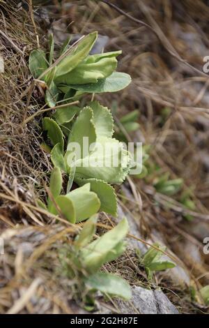 Bercaurikel (Primula auricula) peu avant la floraison, Europe, Allemagne, Bavière, haute-Bavière, Mittenwald, Werdenfelser Land, vallée de l'Isar, humeur nuageuse, Banque D'Images