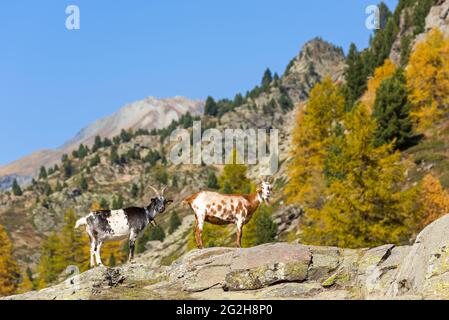 Chèvres dans la Vallée de la Clarée près de Névache, France, Provence-Alpes-Côte d'Azur, Dep. Hautes-Alpes Banque D'Images