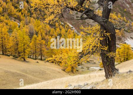 Mélèze nain sur le Col des Thures, couleurs d'automne, près de Névache, France, Provence-Alpes-Côte d'Azur, Dép. Hautes-Alpes Banque D'Images