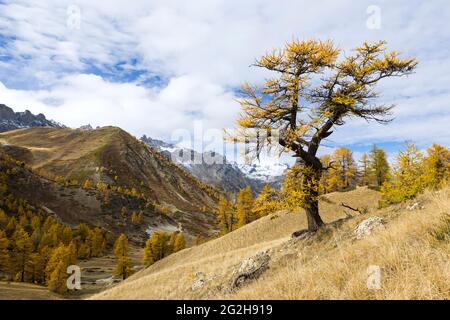 Mélèze nain sur le Col des Thures, couleurs d'automne, près de Névache, France, Provence-Alpes-Côte d'Azur, Dép. Hautes-Alpes Banque D'Images