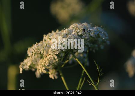 Anthriscus sylvestris, persil de vache, cerfeuil sauvage. Inflorescences blanches d'une plante parapluie dans la lumière du soleil du matin. Banque D'Images