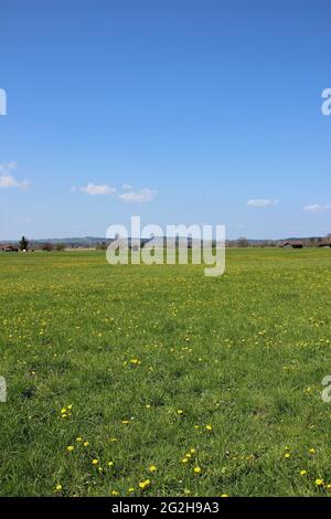 Dandelion pré près de Benediktbeuern, ciel bleu, Allemagne, Bavière, haute-Bavière, Tölzer Land Banque D'Images