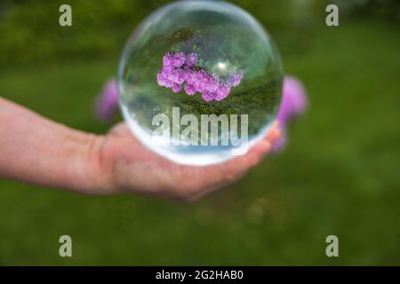 Gros plan macro de main tenant boule de cristal avec image inversée de rhododendron rose en fleur. Suède. Banque D'Images