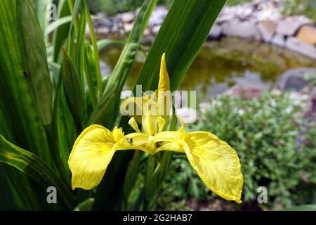 Sumpf-Schwertlie, Sumpfschwertlie (Iris pseudacorus) Banque D'Images