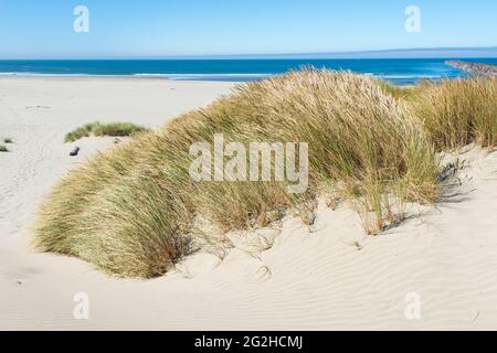 Graminée sur une dune de sable à South Beach, sur la côte centrale de l'Oregon. L'océan Pacifique forme l'arrière-plan sous un ciel bleu clair le matin de l'été Banque D'Images