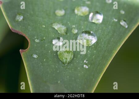 Les gouttelettes d'eau sur feuille verte Banque D'Images