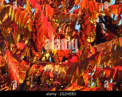 Sumac, également orthographié sumach ou sumaq, feuilles et fleurs rouges d'automne, nom botanique Rhus Banque D'Images