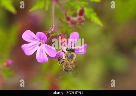 Abeille (APIs) collectant le pollen d'une fleur rose de l'Herbe Robert (Geranium robertianum). Banque D'Images