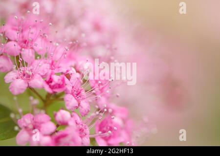 Tête de fleur de Spiraea rose avec espace de copie (Spriaea japonica). Banque D'Images