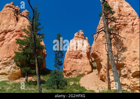 Randonnée sur Navajo Loop Trail dans le parc national de Bryce Canyon, Utah, États-Unis Banque D'Images