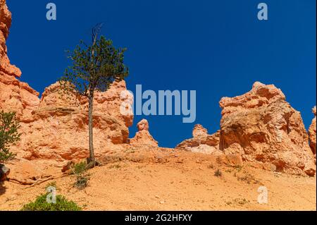 Randonnée sur Navajo Loop Trail dans le parc national de Bryce Canyon, Utah, États-Unis Banque D'Images