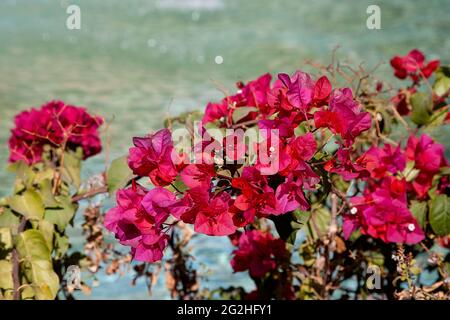 Fleurs triplet dans le jardin de l'Eram, à Shiraz, en Iran Banque D'Images