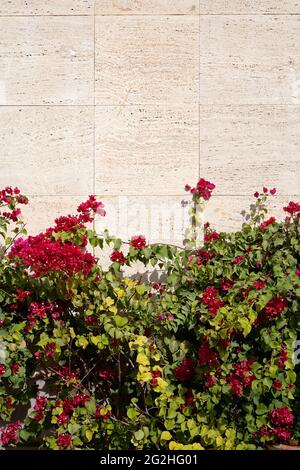 Fleurs triplet dans le jardin de l'Eram, à Shiraz, en Iran Banque D'Images