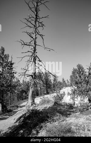 A Tree at inspiration point - point d'observation avec vue sur le canyon au parc national de Bryce Canyon, Utah, États-Unis Banque D'Images