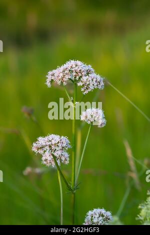 Valériane commune en fleurs, Valeriana sambucifolia Banque D'Images