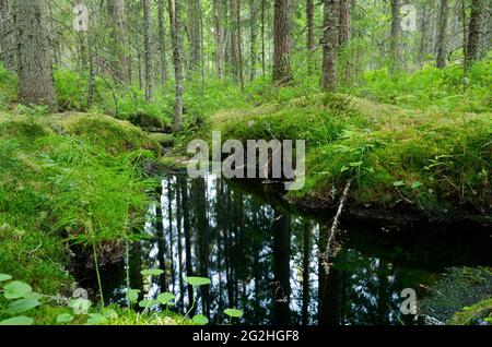 Ruisseau traversant une forêt vierge idyllique en suède Banque D'Images