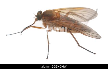Snipefly de marais, Rhagio tringarius isolé sur fond blanc Banque D'Images