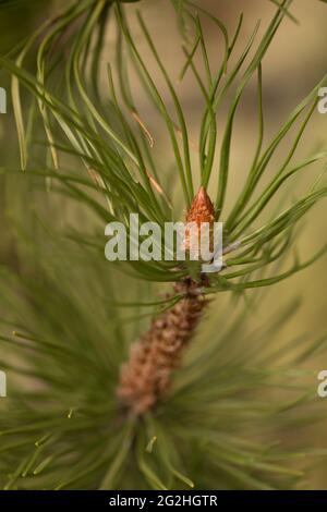 Nouveau cône de pin en croissance, arrière-plan naturel flou Banque D'Images