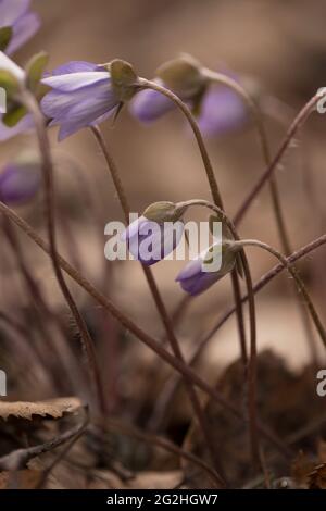 Anemone hepatica, (Hepatica nobilis), hepatica commun, kidneywort, liverwort, Pennymoort, plante à fleurs, Finlande